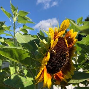 Meet your Posher, Subtalus